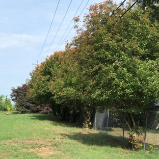 Tree Docs - Paron, AR. Before Redtips