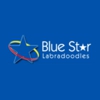 Blue Star Labradoodles gallery