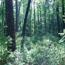 Weymouth Woods Sandhills Nature Preserve - Nature Centers