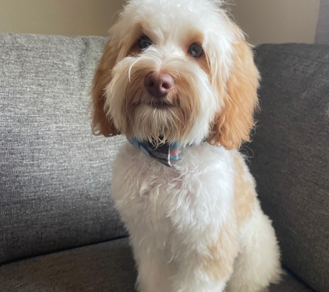 Loving Labradoodles - Morgan Hill, CA