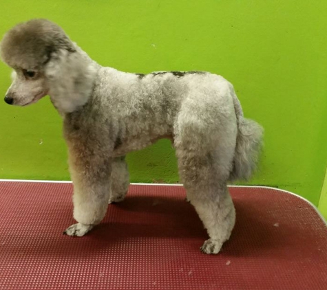 Leanne's Passion Pet Salon - Greystanes, NSW