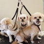 Puppy bath pet grooming salon