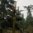 AA Tree Service Inc