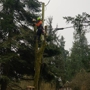 AA Tree Service Inc