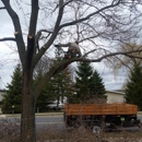 Organic Tree Service - Tree Service