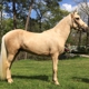 Golden Ranch Paso Fino