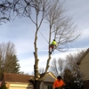 Sammamish Tree Service gallery