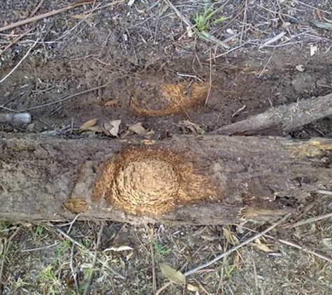 Davco Pest Control (Contact David Combridge) - Traralgon, VIC