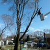 Bizzy B's Tree Service gallery