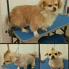 Poynter's Dog Care gallery