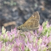 Shoreline Pest Solutions gallery