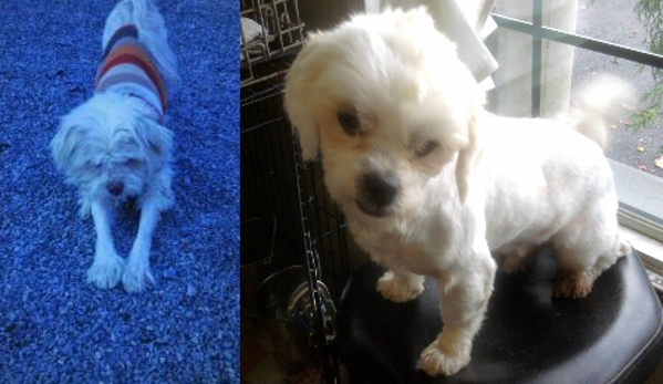 Born To Be Styled Pet Grooming Training - Abbottstown, PA. Feral dog. Before & After