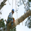 Always Straight Up Tree Service (Ray Graham) gallery