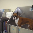 Staunton Dog Wash & Grooming - Pet Services