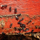 Citi Termite Control Inc - Pest Control Services