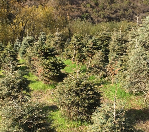 Santa's Tree Farm - Half Moon Bay, CA