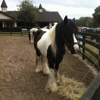 Gypsy Gold Gypsy Vanner Horses gallery