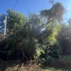 1st Choice R & R Tree Service gallery