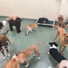 Pups Pet Club gallery