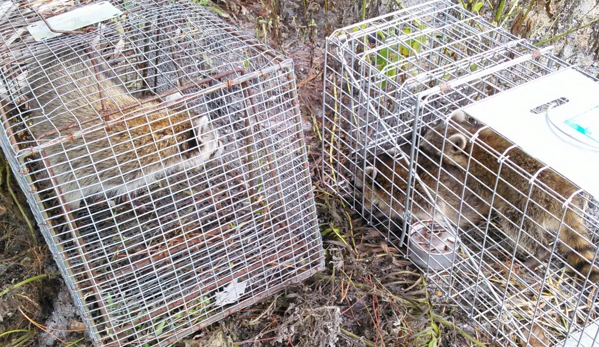 AAA Critter Trapper - No Kill Trapping - Wellington, FL