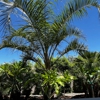 Moon Valley Nurseries Wholesale - By Appointment Only gallery