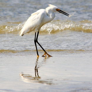 Tideline Tours - Folly Beach, SC