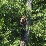 Hayden's tree service