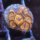 Aquagemcorals - Pet Stores
