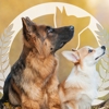 Dog Training Elite of Southwest Florida gallery