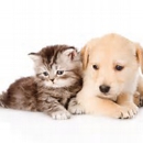 forest hill veterinary clinic - Veterinarians