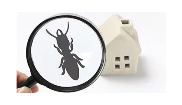 Termite Technology - Albury, NSW