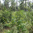 Jones Land Clearing