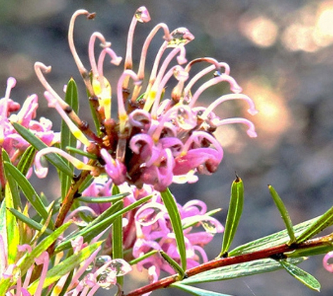 Melaleuca Nursery - Inverloch, VIC