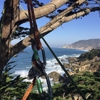 Maguire Tree Care gallery