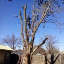 Quality Tree Care - Tree Service