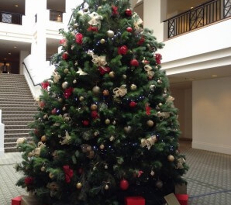 Santa's Shaped Christmas Trees Pty Ltd - Gundaroo, NSW