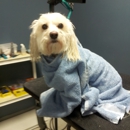 VIP PET SALON AND SPA - Pet Services