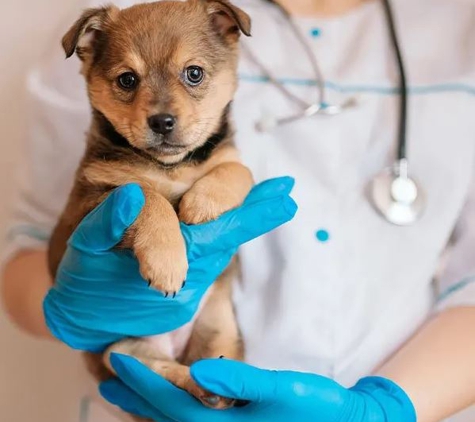 University Avenue Vet Hospital - Durack, NT
