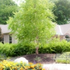 Summit Landscape Management Inc gallery