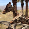 The Living Desert Zoo & Gardens gallery