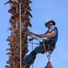 A1 All American Tree Service gallery