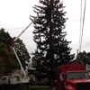 Corona Tree Services & Landscaping LLC gallery