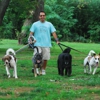 Born 2 Wag: Dog Walking/Sitting/Training gallery