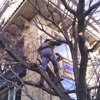 Affordable Tree Service - TREE M.D. gallery