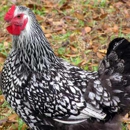 ChickenvilleUSA - Poultry Farms