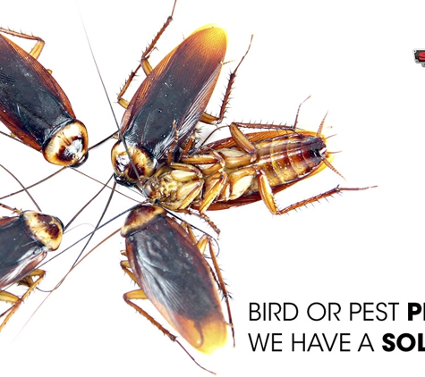 Statewide Pest Solutions And Bird Netting - Taminda, NSW. Over 15 Years Of Experience In The Pest Industry