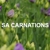 SA Carnations Pty Ltd Logo