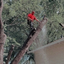 J & J Tree Services - Stump Removal & Grinding