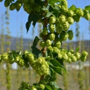 come on get hoppy - Beer Makers Equipment & Supplies