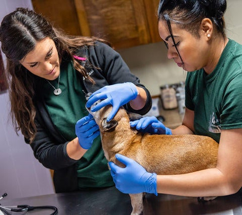 Whittington Veterinary Clinic - Abbeville, LA